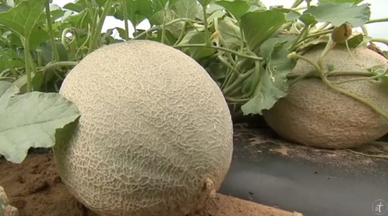 Melón agroecologico
