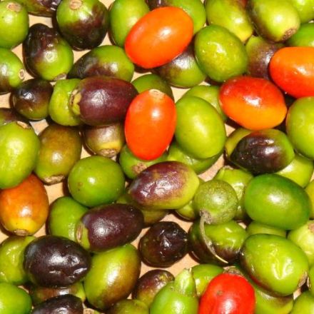 Chile chiltepe